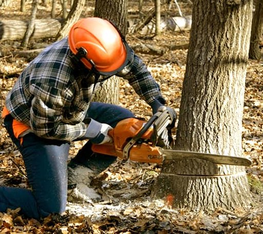 Tree Removal in Center Harbor, NH